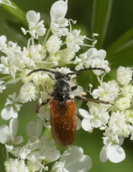 K&auml;fer N.N._2024-06-09