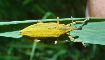 Schlanker Sumpfr&uuml;ssler (Lixus paraplecticus) 2