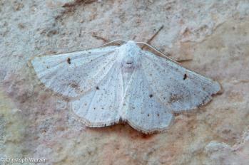 Dyscia innocentaria