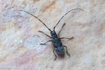 Monochamus sutor
