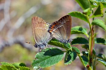 Satyrium spini