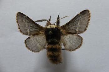 Poecilocampa populi Gynander  