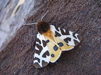 Arctia caja wiskotti male