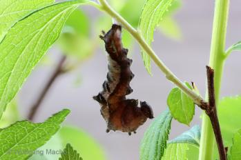 Neptis rivularis 