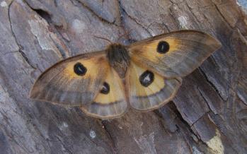 Aglia tau f. ferenigra female