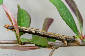 Colotois pennaria