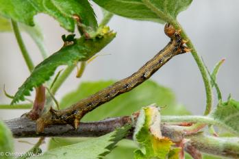 Colotois pennaria