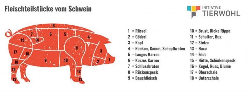 schwein 3  wo ist was.jpg