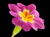Stängellose Schlüsselblume 02.JPG