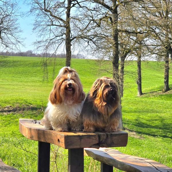 Havaneserherzen Molly & Chester 