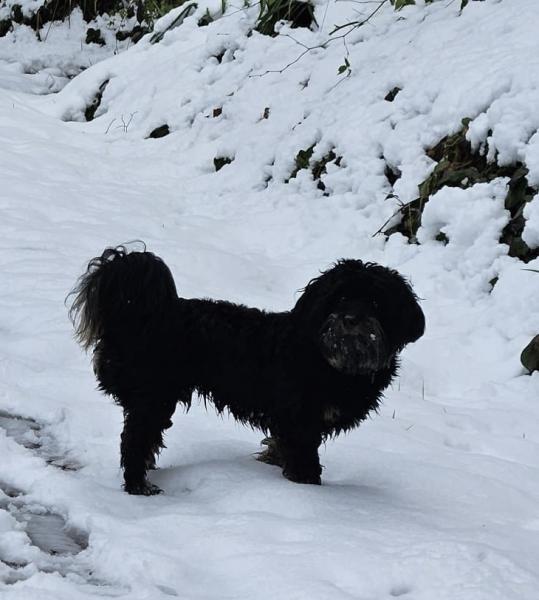 Milo die Schneemaus, da konnte er heute nochmals etwas im Schnee toben