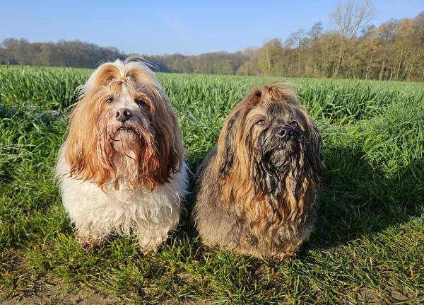 Havaneserherzen Molly & Chester 