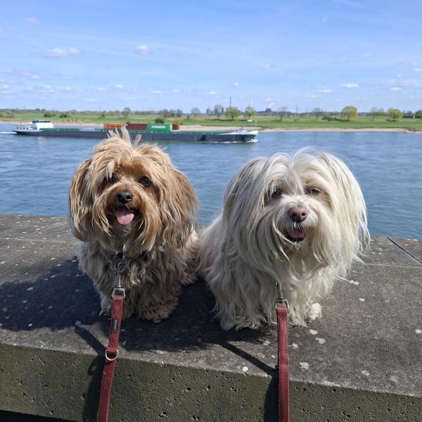 Havaneserherzen Inka und Bina 