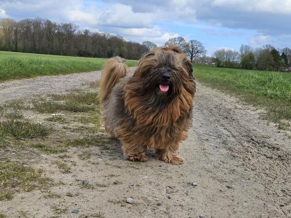 Havaneserherz Molly 