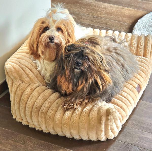 Havaneserherzen Molly & Chester 