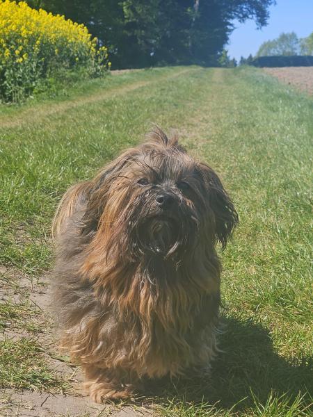 Havaneserherz Molly 