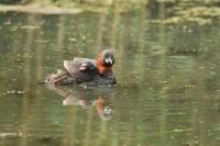 Zwergtaucher_10_Rieselfelder MS