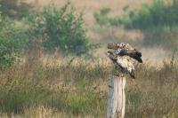 Seeadler_Jungvogel_3_Westbevern NSG P&ouml;hlen