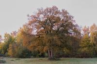 Maikotten-2025-11-01-VGS_32A7670
