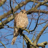 Turmfalke