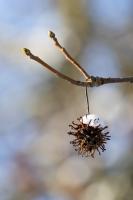 Frucht vom Amberbaum-VGS_32A8646
