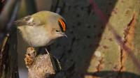 Wintergoldh&auml;hnchen - Regulus regulus