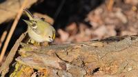 Wintergoldh&auml;hnchen - Regulus regulus