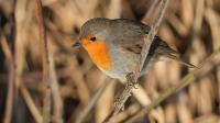 Rotkehlchen - Erithacus rubecula