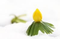 Fr&uuml;hling in Westbevern_Winterling_Eranthis hyemalis_2
