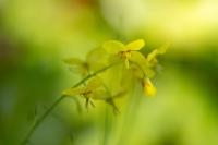 02-Gefiederte Sockenblume