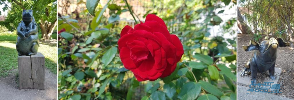 Rose [1].jpg